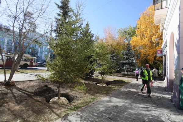 В центре Челябинска посадили четыре молодые даурские лиственницы