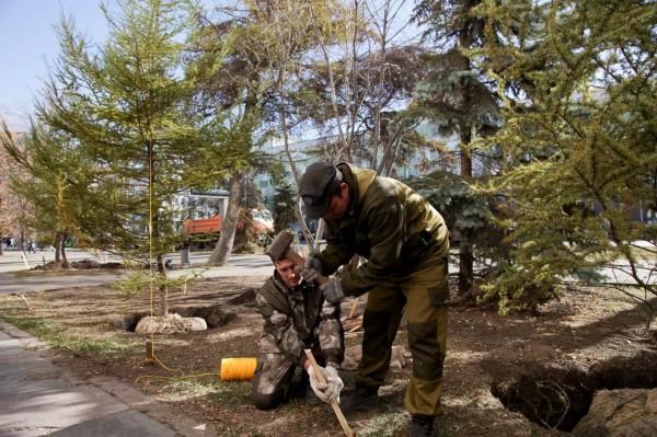 В Челябинске высадили новые даурские лиственницы