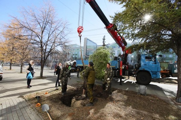 В центре Челябинска посадили четыре молодые даурские лиственницы