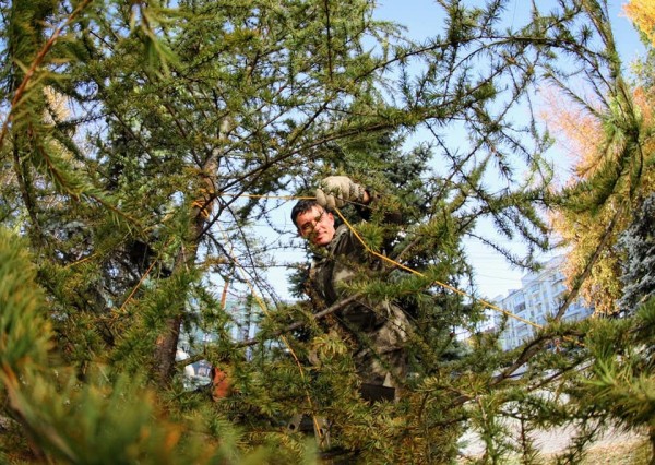 В центре Челябинска посадили четыре молодые даурские лиственницы