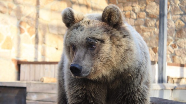 Не хочет спать: бодрую медведицу засняли в челябинском зоопарке Не хочет спать: бодрую медведицу засняли в челябинском зоопарке
