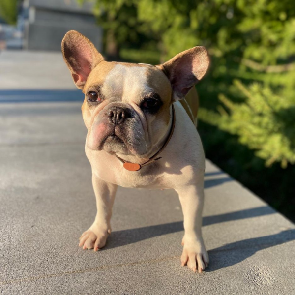 Пять топовых Tik Tok блогеров из Челябинска: трое начинающих комиков, одна певица без голоса и собака Соня Пять топовых Tik Tok блогеров из Челябинска: трое начинающих комиков, одна певица без голоса и собака Соня