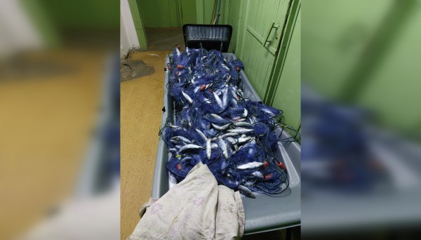 В Челябинской области рыбоохрана изъяла незаконный улов почти на миллион рублей В Челябинской области рыбоохрана изъяла незаконный улов почти на миллион рублей