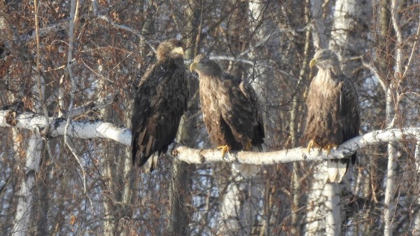 Стаю хищных птиц из Красной книги удалось сфотографировать в Челябинской области Стаю хищных птиц из Красной книги удалось сфотографировать в Челябинской области