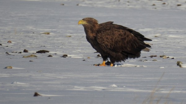 Стаю хищных птиц из Красной книги удалось сфотографировать в Челябинской области Стаю хищных птиц из Красной книги удалось сфотографировать в Челябинской области