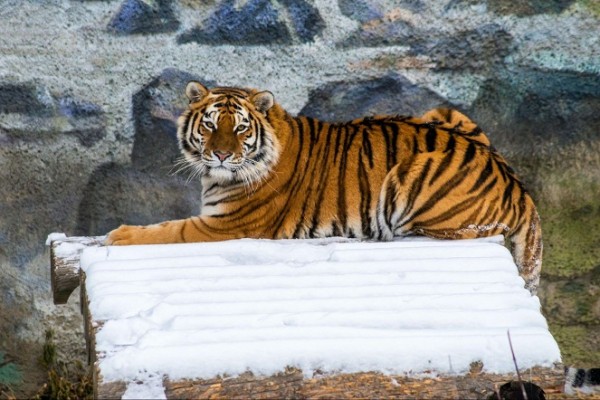 Что любит символ года? Знакомимся с тиграми Челябинского зоопарка