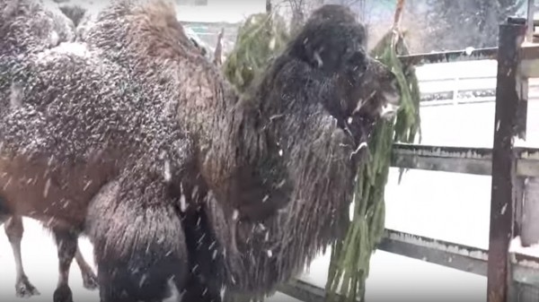 Олени и верблюды в зоопарке Челябинска превратили елку в массажер ВИДЕО