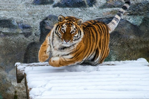 Что любит символ года? Знакомимся с тиграми Челябинского зоопарка