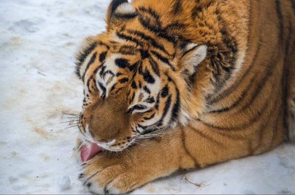 Что любит символ года? Знакомимся с тиграми Челябинского зоопарка