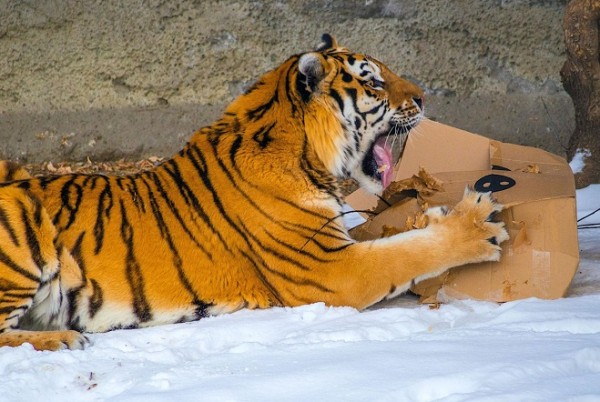 Что любит символ года? Знакомимся с тиграми Челябинского зоопарка