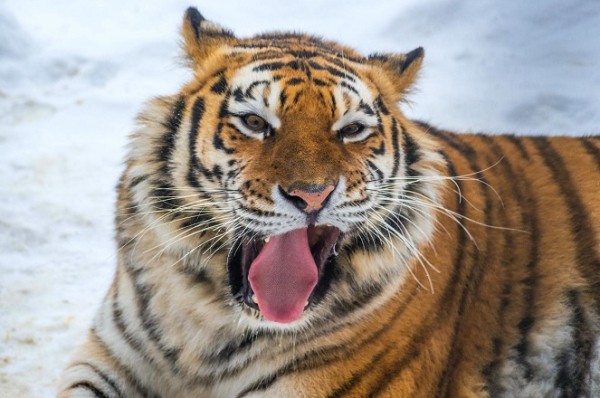 Что любит символ года? Знакомимся с тиграми Челябинского зоопарка