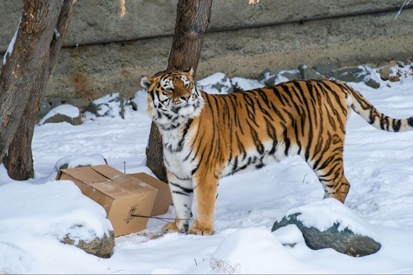 Что любит символ года? Знакомимся с тиграми Челябинского зоопарка