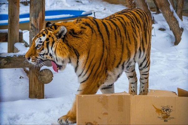 Что любит символ года? Знакомимся с тиграми Челябинского зоопарка