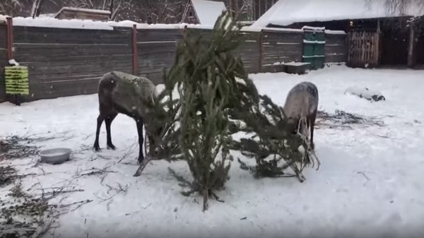 Олени и верблюды в зоопарке Челябинска превратили елку в массажер ВИДЕО