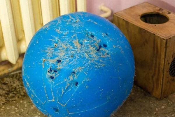 Что любит символ года? Знакомимся с тиграми Челябинского зоопарка