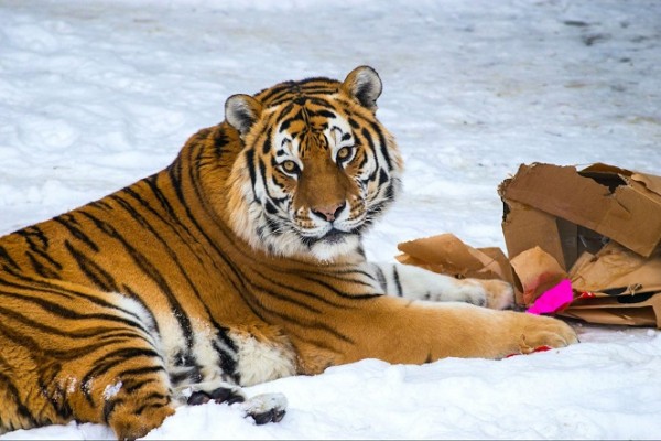 Что любит символ года? Знакомимся с тиграми Челябинского зоопарка