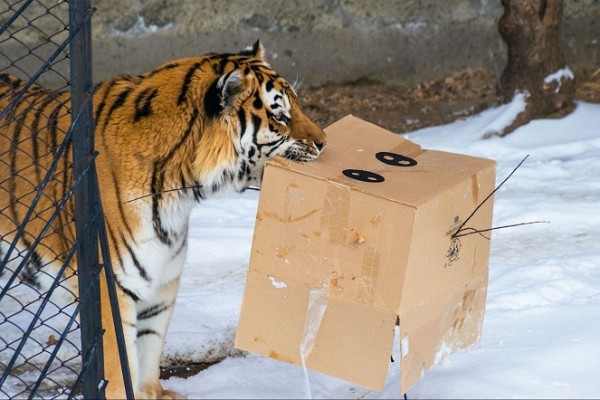 Что любит символ года? Знакомимся с тиграми Челябинского зоопарка