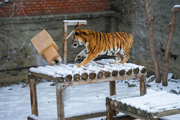 Что любит символ года? Знакомимся с тиграми Челябинского зоопарка