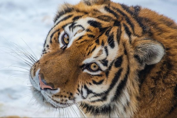 Что любит символ года? Знакомимся с тиграми Челябинского зоопарка