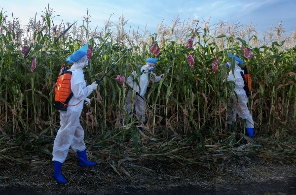 Стейки на кустах и агроном с мачете: в Челябинске открылась инсталляция об искусственном мясе Стейки на кустах и агроном с мачете: в Челябинске открылась инсталляция об искусственном мясе