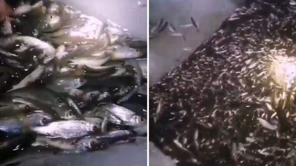 Рыба задыхается: в Челябинской области ищут волонтеров, чтобы делать дырки во льду Рыба задыхается: в Челябинской области ищут волонтеров, чтобы делать дырки во льду