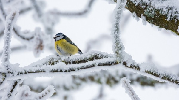 Туманы, снег и изморозь ожидаются в Челябинске Туманы, снег и изморозь ожидаются в Челябинске