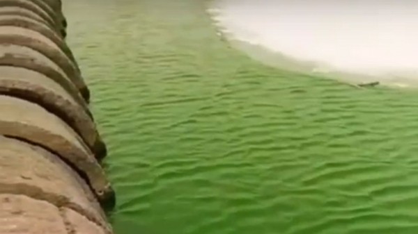 В Минэкологии рассказали, почему озеро в Челябинске стало зеленым В Минэкологии рассказали, почему озеро в Челябинске стало зеленым