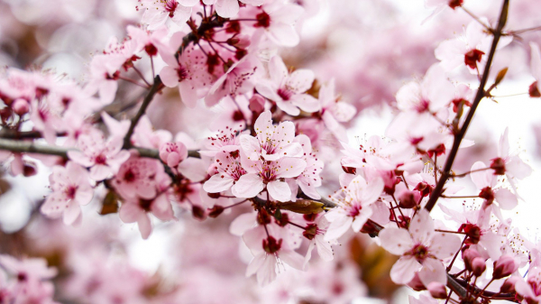 Букет из малины и «молодильные яблоки»: истории селекционера из Магнитогорска Букет из малины и «молодильные яблоки»: истории селекционера из Магнитогорска