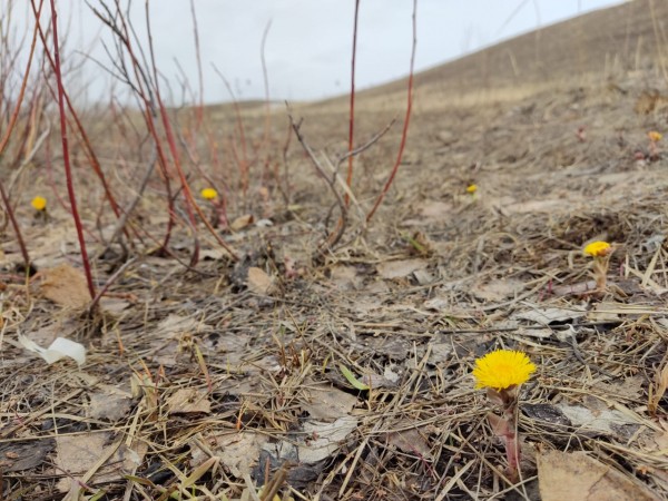 На Аркаим в этом году лебеди вернулись позже обычного