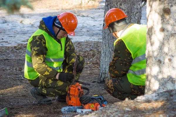 Почему в Челябинске нужно сажать меньше деревьев? Почему в Челябинске нужно сажать меньше деревьев?