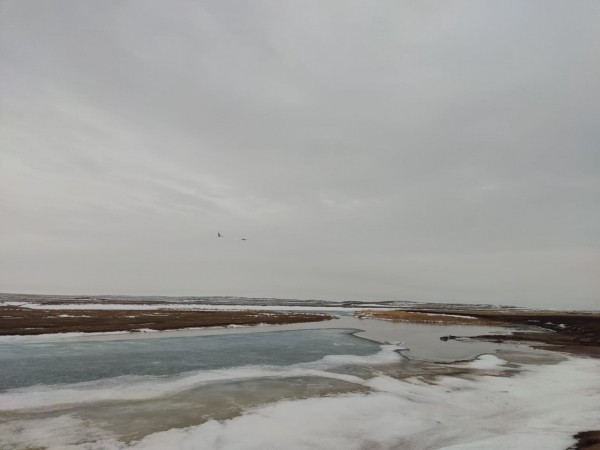 На Аркаим в этом году лебеди вернулись позже обычного