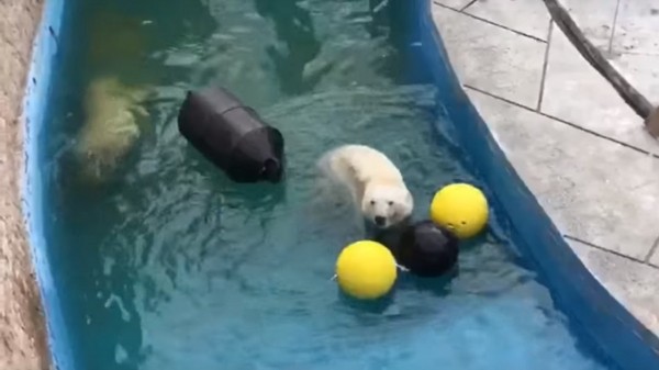 Северные медведи в Челябинском зоопарке открыли купальный сезон Северные медведи в Челябинском зоопарке открыли купальный сезон