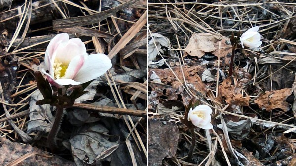 Редкий цветок «Святой Пятницы» распустился в Челябинской области Редкий цветок «Святой Пятницы» распустился в Челябинской области