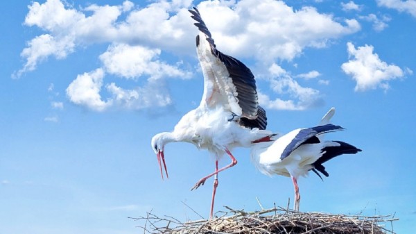 Белый аист свил гнездо на линии электропередач в Челябинской области Белый аист свил гнездо на линии электропередач в Челябинской области