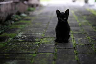 Челябинцы массово отказываются от котов из-за коронавируса Челябинцы массово отказываются от котов из-за коронавируса